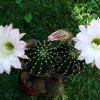 Echinopsis _eyriesii _13